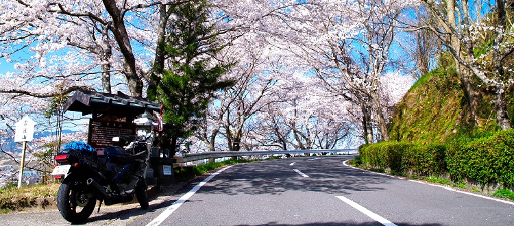 高野山周遊桜ロード 国道480号 県道4号 恋野農免道 Bike Life Lab バイク王